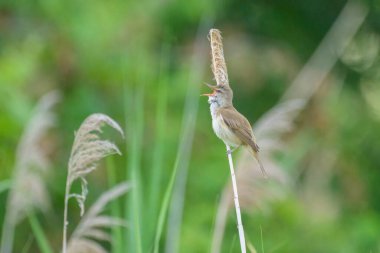 A Great Reed Warbler sitting on reed and singing, evening in summer, Austria clipart