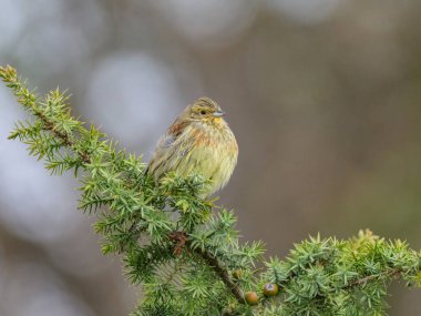 A Cirl Bunting sitting on a green bush, cloudy day in springtime, Cres (Croatia) clipart