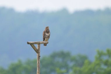 A Common Buzzard sitting on a wooden pole, sunny day in summer clipart