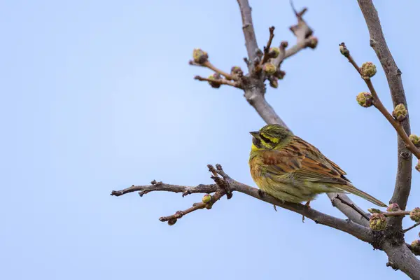 stock image A Cirl Bunting sitting on a small twig, cloudy day in springtime, Cres (Croatia)