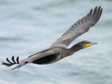 A Great Cormorant flying over the sea, cloudy day in summer, Sellin (Ruegen, Germany) clipart