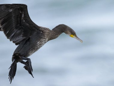 A Great Cormorant flying over the sea, cloudy day in summer, Sellin (Ruegen, Germany) clipart