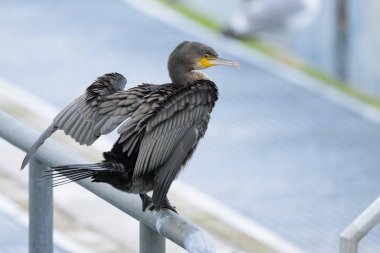 A Great Cormorant standing on a pier, open wings, cloudy day in summer, Sellin (Ruegen, Germany) clipart