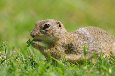 Bir Avrupa sincabı (Spermophilus citellus) baharda yeşil bir çayırda (Avusturya)