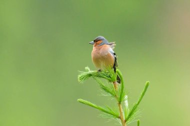 Yazın güneşli bir günde, bir ağacın tepesinde oturan sıradan bir erkek.