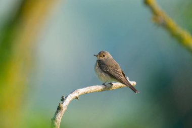 Benekli bir sinek avcısı, yazın güneşli bir sabahı, Avusturya 'da bir ağaçta oturuyor.