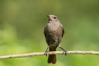 Bir dal üzerinde oturan siyah bir kızıl, yeşil arka plan, güneşli bir gün