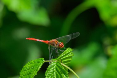 Bir Ruddy Darter yusufçuğu (Sympetrum sanguineum) yazın güneşli bir günde dinleniyor.)