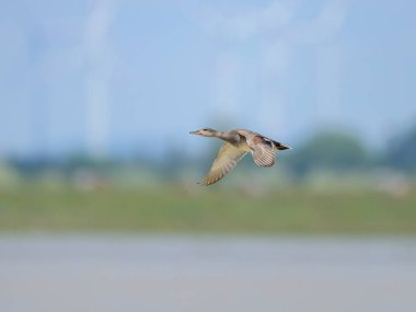 A Gadwall in flight on a sunny day in springtime, blue sky (Austria) clipart