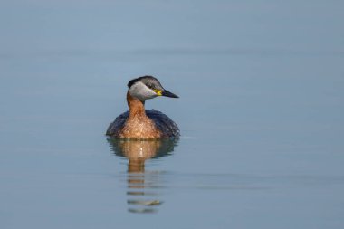 Kızıl boyunlu bir yunus, baharda güneşli bir günde gölde yüzer (Avusturya)