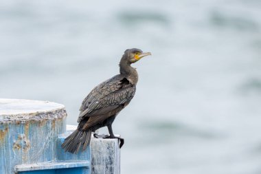 Büyük bir karabatak yazın bulutlu bir günde iskelede duruyor, Sellin (Ruegen, Almanya)
