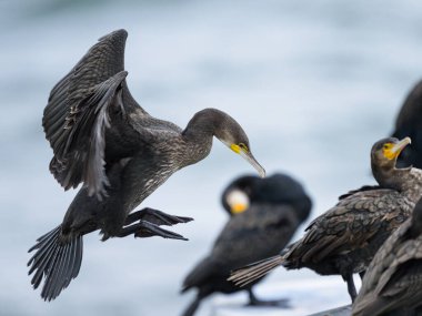 Deniz üzerinde uçan büyük bir karabatak, yazın bulutlu bir gün, Sellin (Ruegen, Almanya)