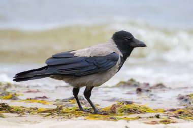 Yazın bulutlu bir günde, Ruegen 'de (Almanya) sahilde yürüyen leş kargası.