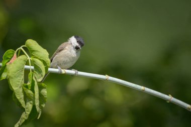 A Marsh Tit sitting on a small branch, sunny day in summer, Austria