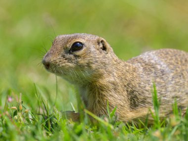 Bir Avrupa sincabı (Spermophilus citellus) baharda yeşil bir çayırda (Avusturya)