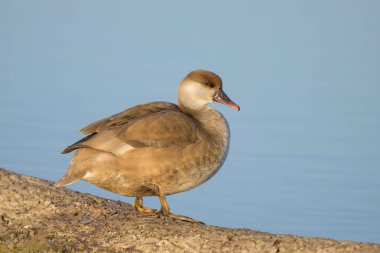 Dişi kırmızı bir ibikli Pochard bir tahta parçasının üzerinde duruyordu, güneşli bir bahar sabahı, Avusturya