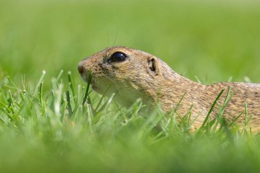 Bir Avrupa sincabı (Spermophilus citellus) baharda yeşil bir çayırda (Avusturya)