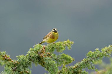 A Cirl Bunting sitting on a green bush, cloudy day in springtime, Cres (Croatia) clipart