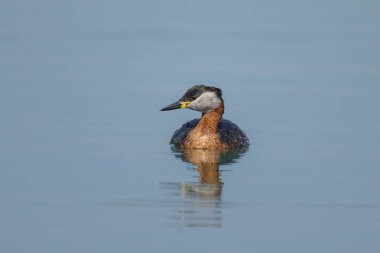 Kızıl boyunlu bir yunus, baharda güneşli bir günde gölde yüzer (Avusturya)