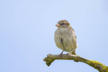 A female House Sparrow sitting on a twig, cloudy day in summer in northern Germany clipart