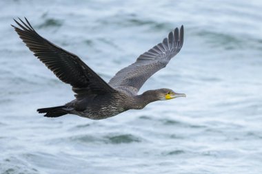Deniz üzerinde uçan büyük bir karabatak, yazın bulutlu bir gün, Sellin (Ruegen, Almanya)
