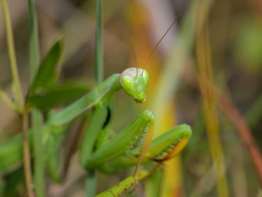 Çayırda oturan yeşil yetişkin Mantid dininin portresi, yazın güneşli bir gün, Viyana (Avusturya))