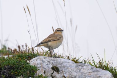 Avusturya Alplerinde bir kayanın üzerinde duran kuzeyli bir kuyruklu yıldız, yazın bulutlu bir gün.