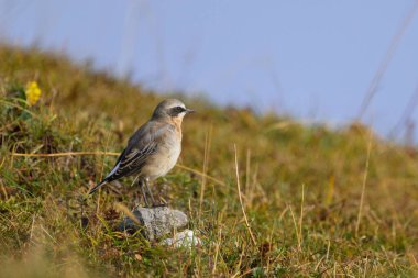 Avusturya Alplerinde bir kayanın üzerinde duran kuzeyli bir kuyruklu yıldız, yazın bulutlu bir gün.