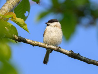 A Marsh Tit sitting on a small branch, sunny day in summer, Austria