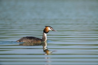 Avusturya 'da güneşli bir günde, gölde yüzen büyük bir ibiğin portresi.