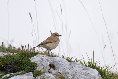Avusturya Alplerinde bir kayanın üzerinde duran kuzeyli bir kuyruklu yıldız, yazın bulutlu bir gün.