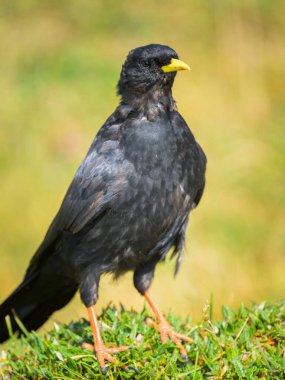 Portrait of an Alpine Chough on a sunny day in the Austrian Alps, standing on a meadow clipart