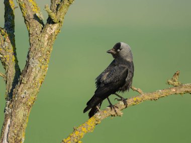 Bahar mevsiminin güneşli sabahında, bir dalda oturan Batı Karga 'sı, Avusturya