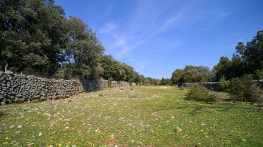 Güneşli bir günde Cres (Hırvatistan) adasında otlak, mavi gökyüzü