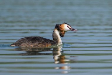 Portrait of a great crested grebe swimming on a lake, sunny day in Austria clipart