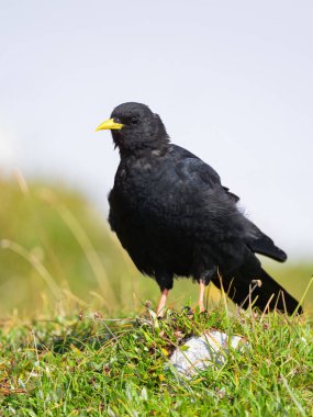 Portrait of an Alpine Chough on a sunny day in the Austrian Alps, standing on a meadow clipart