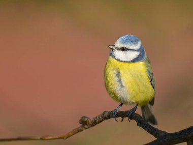 A blue tit (Cyanistes caeruleus) sitting on a branch, sunny day in winter, Vienna (Austria) clipart