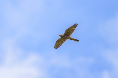 A female Common Kestrel (Falco tinnunculus) in flight on a sunny day in summer, blue sky
