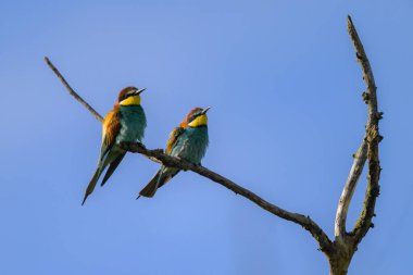 İki Avrupalı arı yiyici bir ağaçta dinleniyor, ilkbaharda güneşli bir gün, mavi gökyüzü, Avusturya