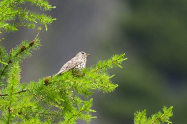 Bir dalda oturan Mistle Thrush, yazın bulutlu bir gün, Avusturya Alpleri