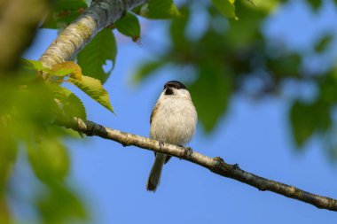 A Marsh Tit sitting on a small branch, sunny day in summer, Austria