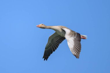 Baharın güneşli bir gününde uçmakta olan Greylag kazı, mavi gökyüzü