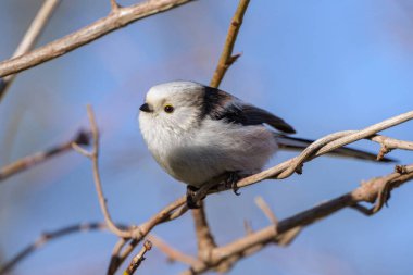 A long tailed tit (Aegithalos caudatus) sitting on a small twig, sunny day in winter, blue sky (Austria) clipart