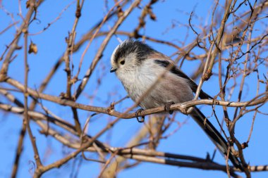 A long tailed tit (Aegithalos caudatus) sitting on a small twig, sunny day in winter, blue sky (Austria) clipart