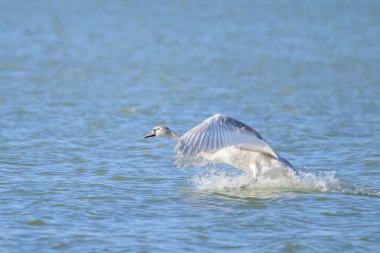 Suya inen sessiz bir kuğunun (Cygnus olor) yakın çekimi, kışın güneşli bir gün (Avusturya))