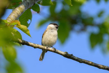 A Marsh Tit sitting on a small branch, sunny day in summer, Austria