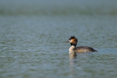 Avusturya 'da güneşli bir günde, gölde yüzen büyük bir ibiğin portresi.
