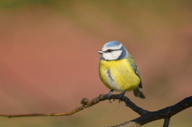 A blue tit (Cyanistes caeruleus) sitting on a branch, sunny day in winter, Vienna (Austria)
