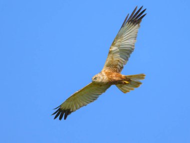 Mavi gökyüzünde bir Batılı Bataklık Harrier, yazın güneşli bir gün (Avusturya)