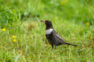 A Ring Ouzel standing in a meadow, food in bill, sunny day in summer in the Austrian Alps clipart